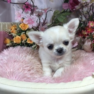 チワワ(ロング)【愛知県・女の子・2015年10月21日・クリーム&ホワイト】の写真「ショートマズルの可愛子ちゃん♪」