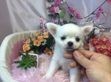 チワワ(ロング)【愛知県・男の子・2015年6月5日・ホワイト】の写真「ホワイトのスペシャルパピー」