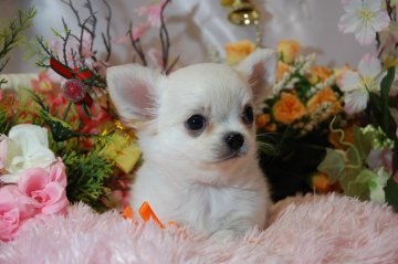 チワワ(ロング)【愛知県・女の子・2013年10月7日・クリーム&ホワイト】の写真「」