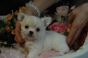 チワワ(ロング)【愛知県・女の子・2014年1月16日・クリーム】の写真「」