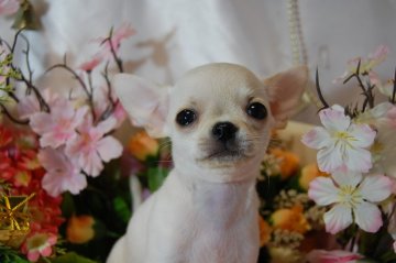 チワワ(スムース)【愛知県・女の子・2013年10月1日・クリーム】の写真「」