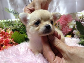 チワワ(ロング)【愛知県・男の子・2013年8月21日・クリームゴールド】の写真「」