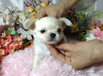 チワワ(ロング)【愛知県・男の子・2013年3月21日・クリームゴールド】の写真「」