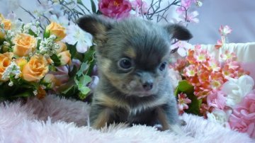 チワワ(ロング)【愛知県・男の子・2015年10月1日・ブルー&タン】の写真「ブラタン同士から産まれたブルタンです」