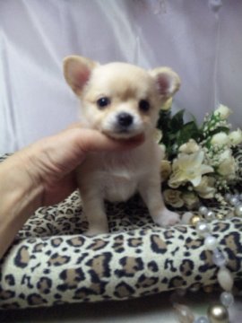 チワワ(ロング)【愛知県・女の子・2015年6月25日・ゴールド】の写真「サマーバーゲンお買得価格です＠w＠」