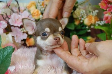 チワワ(スムース)【愛知県・男の子・2013年12月7日・チョコレート&タン】の写真「」