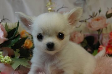 チワワ(ロング)【愛知県・女の子・2014年1月16日・ホワイトクリーム】の写真「」