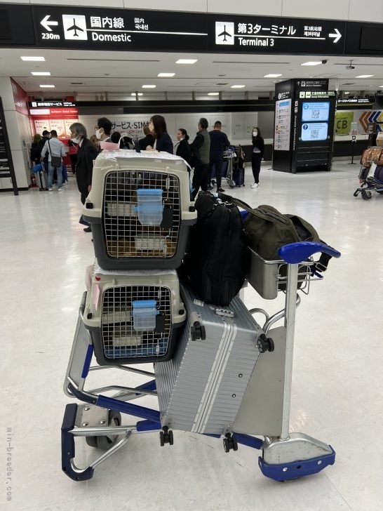 匂梅健司ブリーダーのブログ：台湾のドッグショーへ✈️