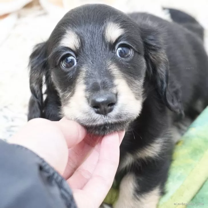 カニンヘンダックスフンド(ロング)【兵庫県・男の子・2025年9月30日・ブラックイエロー】の写真1