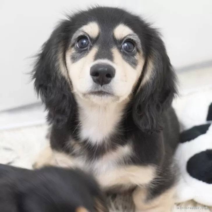 ID：2507-00853の子犬