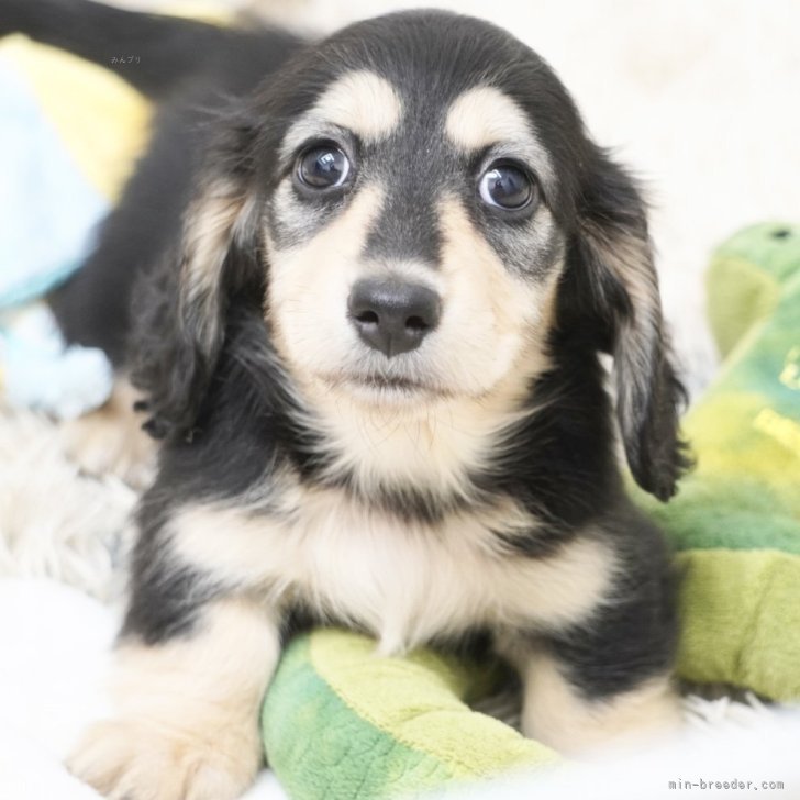 ブリーダー画像