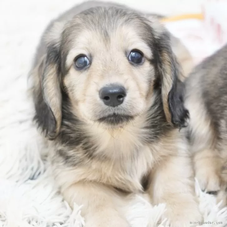 ID：2510-06542の子犬