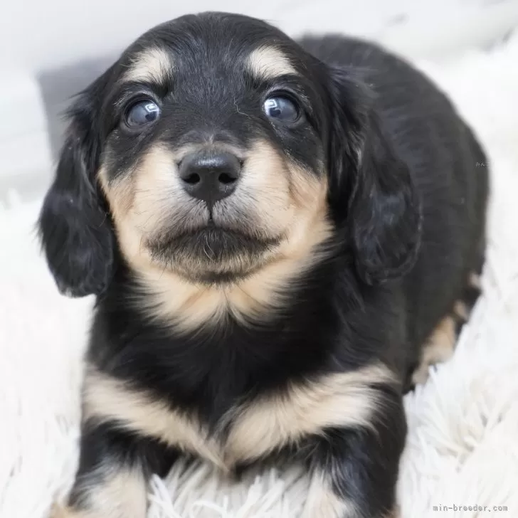 めぐみ 様のお迎えした子犬
