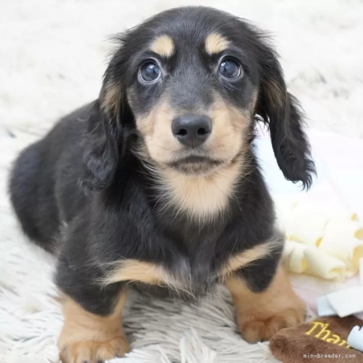 ID:2505-00162の子犬