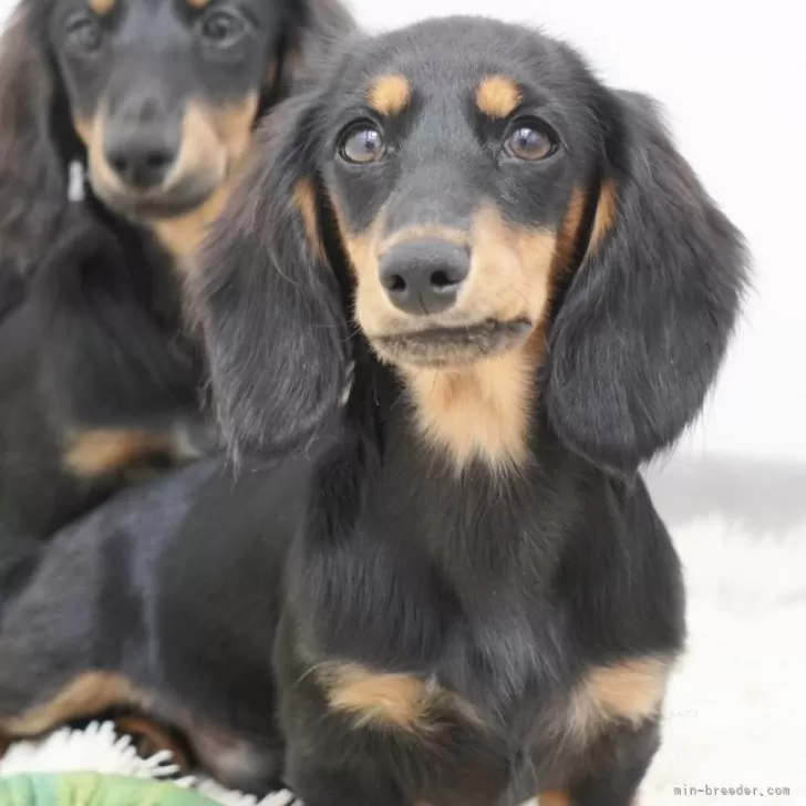 にしぐち 様のお迎えした子犬