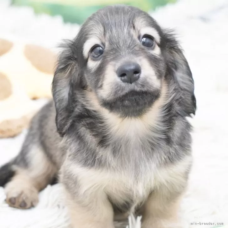ミニチュアダックスフンド(ロング)【兵庫県・男の子・2025年9月25日・シェイデッドイエロー】の写真1