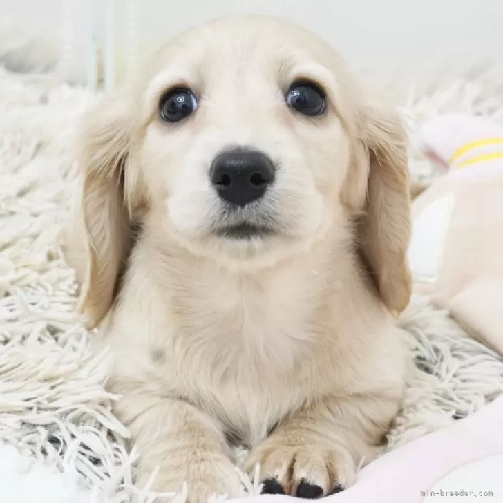 ID:2504-04800の子犬