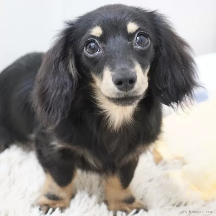 ID：2502-07020の子犬