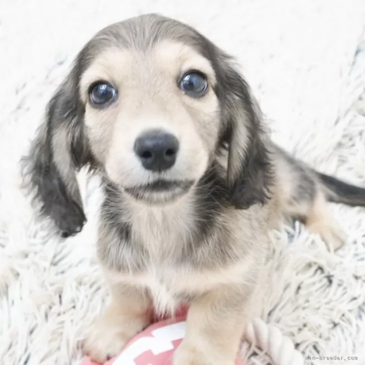 ID:2505-03323の子犬