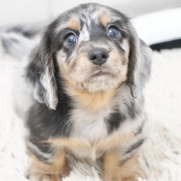 ミニチュアダックスフンド(ロング)【兵庫県・男の子・2025年8月29日・シルバーダップル】の写真「ダックス専門犬舎！両親JKCチャンピオン！」