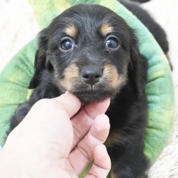 ミニチュアダックスフンド(ロング)【兵庫県・女の子・2025年8月4日・ブラックタン】の写真「ダックス専門犬舎！父JKCチャンピオン！」