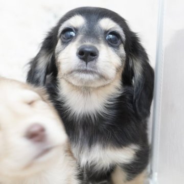 ミニチュアダックスフンド(ロング)【兵庫県・男の子・2025年7月1日・ブラックイエロー】の写真「ダックス専門犬舎！父JKCチャンピオン直子！」