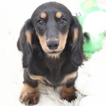 ミニチュアダックスフンド(ロング)【兵庫県・男の子・2025年4月9日・ブラックタン】の写真「ダックス専門犬舎！父JKCチャンピオン直子！」