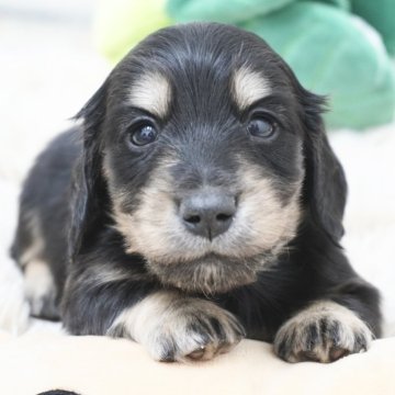 カニンヘンダックスフンド(ロング)【兵庫県・男の子・2025年11月7日・ブラックイエロー】の写真「ダックス専門犬舎！パパ犬チャンピオン直子！」