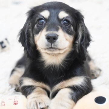 ミニチュアダックスフンド(ロング)【兵庫県・男の子・2025年9月29日・ブラックイエロー】の写真「ダックスフンド専門犬舎！父親JKCチャンピン直子！」