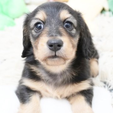 ミニチュアダックスフンド(ロング)【兵庫県・男の子・2025年10月8日・ブラックタン】の写真「ダックス専門犬舎！父JKCチャンピオン！」