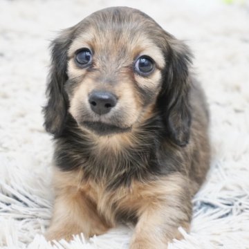 カニンヘンダックスフンド(ロング)【兵庫県・女の子・2025年2月20日・レッド】の写真「ダックス専門犬舎！両親JKCチャンピオン！」