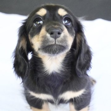 ミニチュアダックスフンド(ロング)【兵庫県・女の子・2025年4月15日・ブラックタン】の写真「ダックス専門犬舎！父JKCチャンピオン直子！」