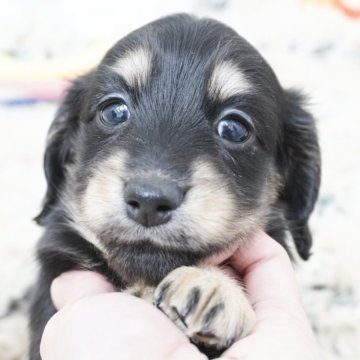 ミニチュアダックスフンド(ロング)【兵庫県・女の子・2025年9月25日・ブラックイエロー】の写真「ダックス専門犬舎！父JKCチャンピオン直子！」