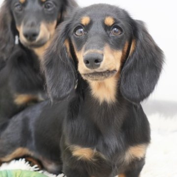 ミニチュアダックスフンド(ロング)【兵庫県・男の子・2025年4月9日・ブラックタン】の写真「ダックス専門犬舎！父JKCチャンピオン直子！」
