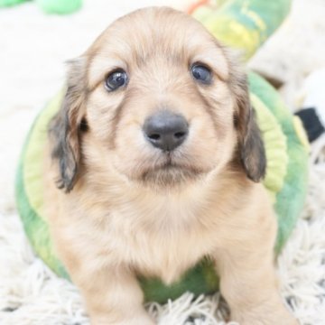 ミニチュアダックスフンド(ロング)【兵庫県・男の子・2025年10月7日・レッド】の写真「ダックス専門犬舎！父JKCチャンピオン直子！」