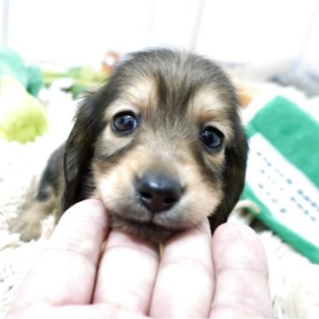 ミニチュアダックスフンド(ロング)【兵庫県・男の子・2026年2月17日・シェイデッドイエロー】の写真「父JKCチャンピオン直子！カニサイズ♫」