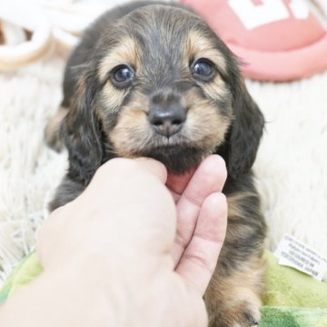 ミニチュアダックスフンド(ロング)【兵庫県・女の子・2025年6月12日・レッド】の写真「ダックス専門犬舎！父JKCチャンピオン！」