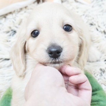 ミニチュアダックスフンド(ロング)【兵庫県・女の子・2025年9月18日・イエロー】の写真「ダックス専門犬舎！父JKCチャンピオン直子！」
