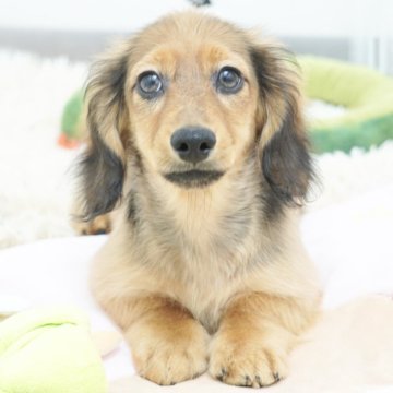 カニンヘンダックスフンド(ロング)【兵庫県・男の子・2025年7月27日・レッド】の写真「ショータイプ！サイズ良し構成良し！」