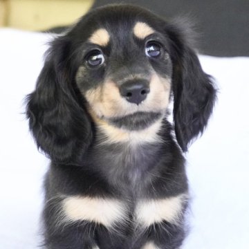 ミニチュアダックスフンド(ロング)【兵庫県・男の子・2025年4月15日・ブラックタン】の写真「ダックス専門犬舎！父JKCチャンピオン直子！」