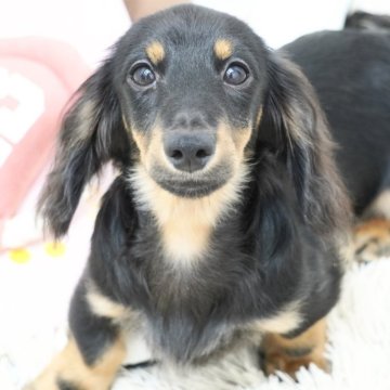 ミニチュアダックスフンド(ロング)【兵庫県・男の子・2025年4月7日・ブラックタン】の写真「ダックス専門犬舎！父JKCチャンピオン直子！」