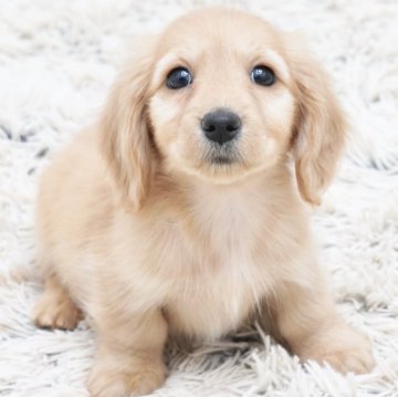 ミニチュアダックスフンド(ロング)【兵庫県・女の子・2025年2月7日・ゴールド】の写真「ダックス専門犬舎！父JKCチャンピオン直子！」