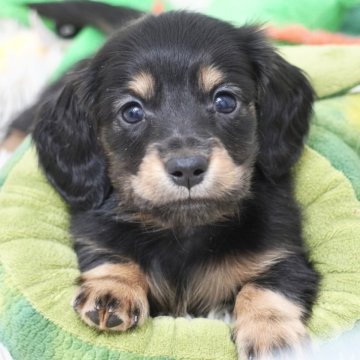 ミニチュアダックスフンド(ロング)【兵庫県・男の子・2025年11月10日・ブラックタン】の写真「ダックス専門犬舎！父JKCチャンピオン！」