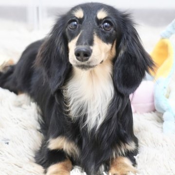 ミニチュアダックスフンド(ロング)【兵庫県・女の子・2025年2月6日・ブラックイエロー】の写真「ダックス専門犬舎！父JKCチャンピオン！」