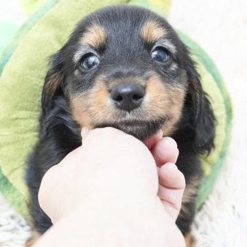 ミニチュアダックスフンド(ロング)【兵庫県・男の子・2025年8月19日・ブラックタン】の写真「ダックス専門犬舎！父JKCチャンピオン！」