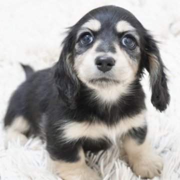 ミニチュアダックスフンド(ロング)【兵庫県・女の子・2025年2月6日・ブラックイエロー】の写真「ダックス専門犬舎！父JKCチャンピオン！」