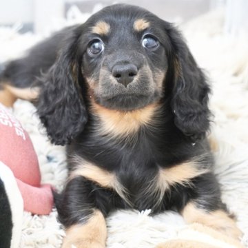 ミニチュアダックスフンド(ロング)【兵庫県・男の子・2025年6月14日・ブラックタン】の写真「母チャンピオン！父オーストラリアチャンピオン直子！」