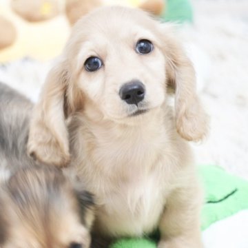 ミニチュアダックスフンド(ロング)【兵庫県・女の子・2025年6月10日・イエロー】の写真「ダックス専門犬舎！父JKCチャンピオン直子！」