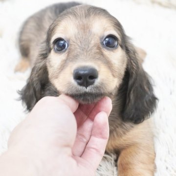 ミニチュアダックスフンド(ロング)【兵庫県・女の子・2025年9月3日・レッド】の写真「ダックス専門犬舎！父JKCチャンピオン！」