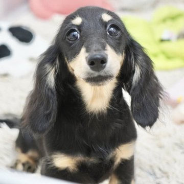 ミニチュアダックスフンド(ロング)【兵庫県・女の子・2025年4月19日・ブラックイエロー】の写真「ダックス専門犬舎！父JKCチャンピオン！」